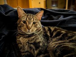 Shelter Stray Male Cat last seen SE 101st/Division, OR, 1700 W Historic Columbia River Hwy, Troutdale, OR 97060, USA