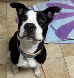 Shelter Stray Female Dog last seen Glisan/162nd, OR, 1700 W Historic Columbia River Hwy, Troutdale, OR 97060, USA