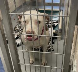 Shelter Stray Female Dog last seen Lewis and Clark Park, PORTLAND, OR, 97220, 1700 W Historic Columbia River Hwy, Troutdale, OR 97060, USA