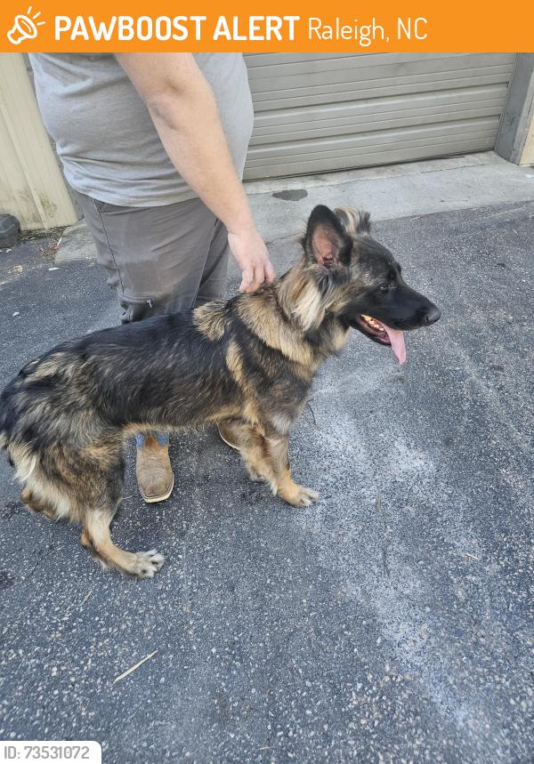 Found/Stray Male Dog last seen Glen royal and Ebenezer church, Raleigh, NC 27617
