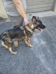 Found/Stray Male Dog last seen Glen royal and Ebenezer church, Raleigh, NC 27617