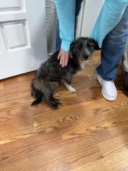 Found/Stray Male Dog last seen NW 23rd and Ann Arbor, Oklahoma City, OK 73127