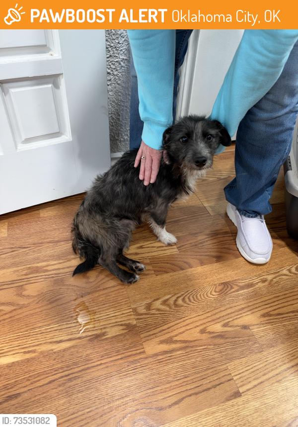 Found/Stray Male Dog last seen NW 23rd and Ann Arbor, Oklahoma City, OK 73127