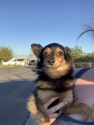 Reunited Male Dog last seen Water and pacific, Henderson, NV 89015