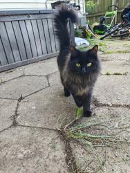 Lost Female Cat last seen Bates, Saint Paul, MN 55106