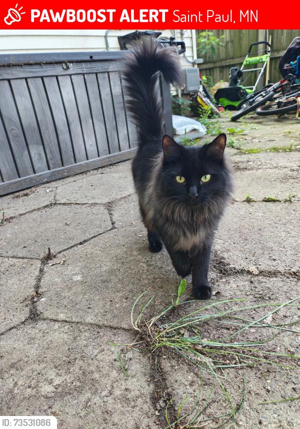 Lost Female Cat last seen Bates, Saint Paul, MN 55106