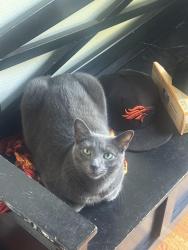 Reunited Male Cat last seen Near Mayfair Park, Westminster, CO 80021