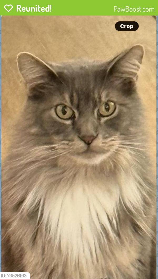 Reunited Male Cat last seen New Shackle Island Rd, Hendersonville, TN 37075