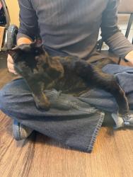 Found/Stray Unknown Cat last seen 7th and 7th, Great Falls, MT 59401