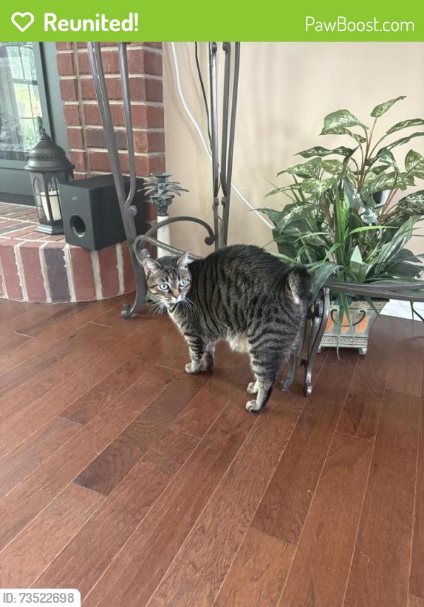 Reunited Female Cat last seen Hamilton Crossing/Peaches Ln,Cantonment,Fl, Gonzalez, FL 32533