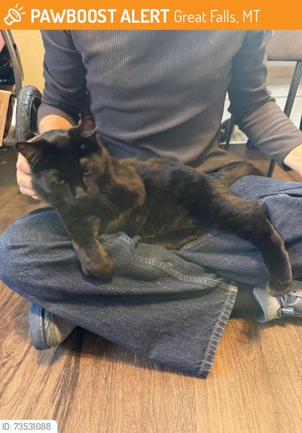 Found/Stray Unknown Cat last seen 7th and 7th, Great Falls, MT 59401