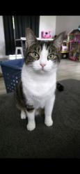 Reunited Female Cat last seen W. Irving Ct., Homosassa, FL 34448