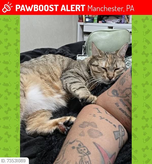 Lost Female Cat last seen Northeastern middle school, Manchester, PA 17345