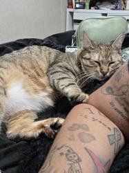Lost Female Cat last seen Northeastern middle school, Manchester, PA 17345