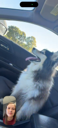 Reunited Female Dog last seen Stokesdale, NC, USA, Stokesdale, NC 27357