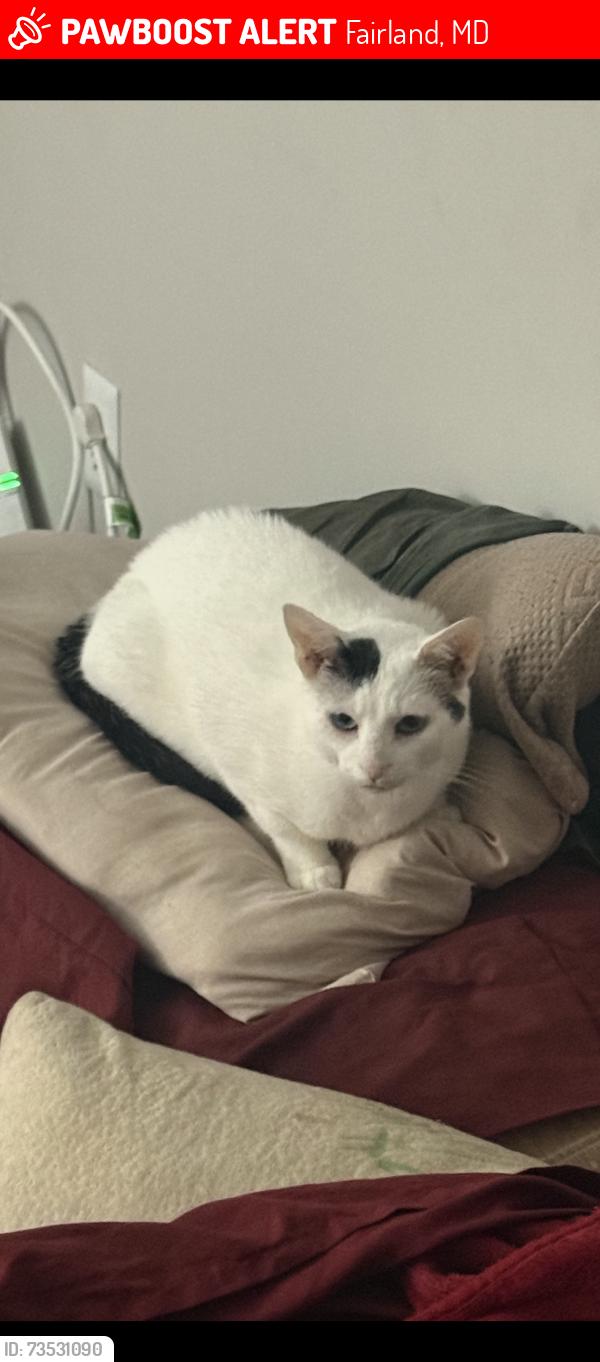 Lost Female Cat last seen White oak, Fairland, MD 20904