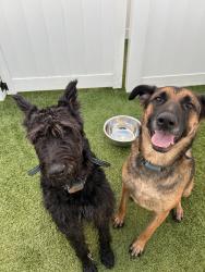 Reunited Male Dog last seen Near Memorial Pkwy, Oklahoma City, OK 73142, USA, Oklahoma City, OK 73142