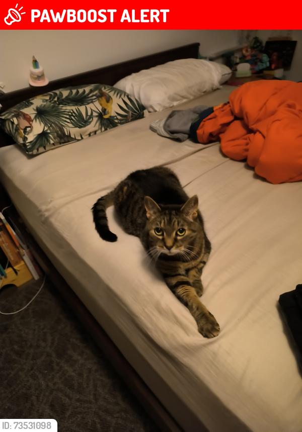 Lost Male Cat last seen Caledonia Avenue, Haldimand, ON N3W 2M9