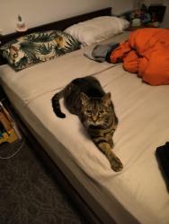 Lost Male Cat last seen Caledonia Avenue, Haldimand, ON N3W 2M9