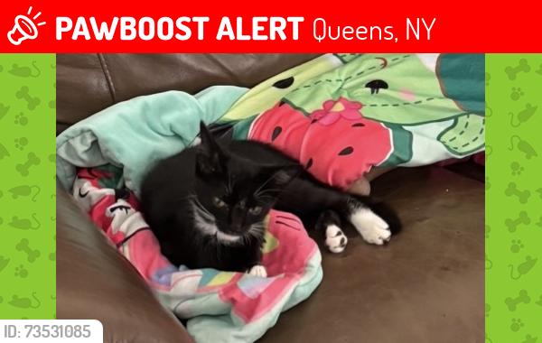 Lost Male Cat last seen Near the Popyes and Burger King, Queens, NY 11427