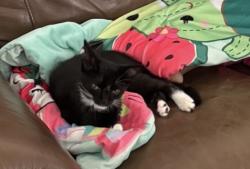Lost Male Cat last seen Near the Popyes and Burger King, Queens, NY 11427