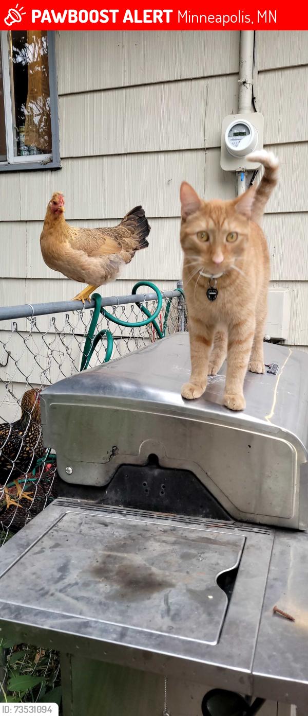 Lost Male Cat last seen 58th Regent near airport, Minneapolis, MN 55429