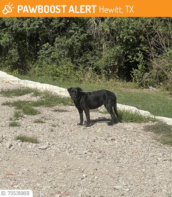 Found/Stray Unknown Dog last seen Sun Valley and Bagby, Hewitt, TX 76643