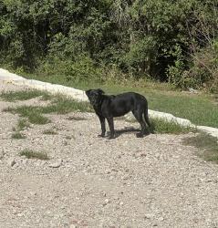 Found/Stray Unknown Dog last seen Sun Valley and Bagby, Hewitt, TX 76643