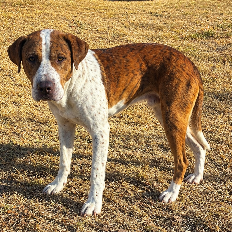 Shelter Stray Male Dog last seen , 901 N Haverty St, Pine Bluff, AR 71601, USA