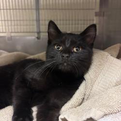 Shelter Stray Female Cat last seen , 54687 Co Rd 19, Bristol, IN 46507, USA