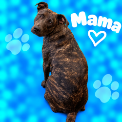 Shelter Stray Female Dog last seen , 2350 Appling City Cove, Memphis, TN 38133, USA