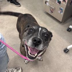 Shelter Stray Female Dog last seen , 3607 N Armenia Ave, Tampa, FL 33607, USA