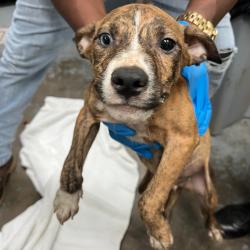 Shelter Stray Male Dog last seen , 3607 N Armenia Ave, Tampa, FL 33607, USA