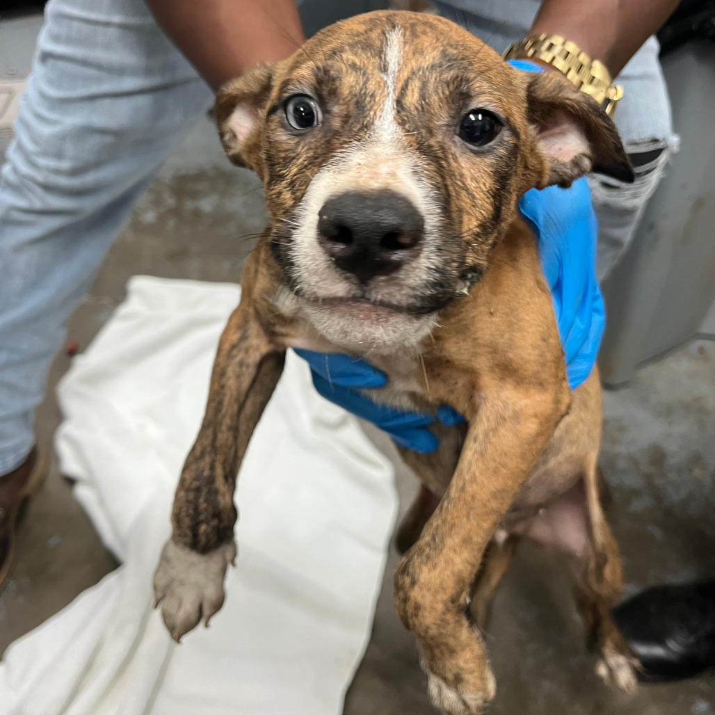 Shelter Stray Male Dog last seen , 3607 N Armenia Ave, Tampa, FL 33607, USA