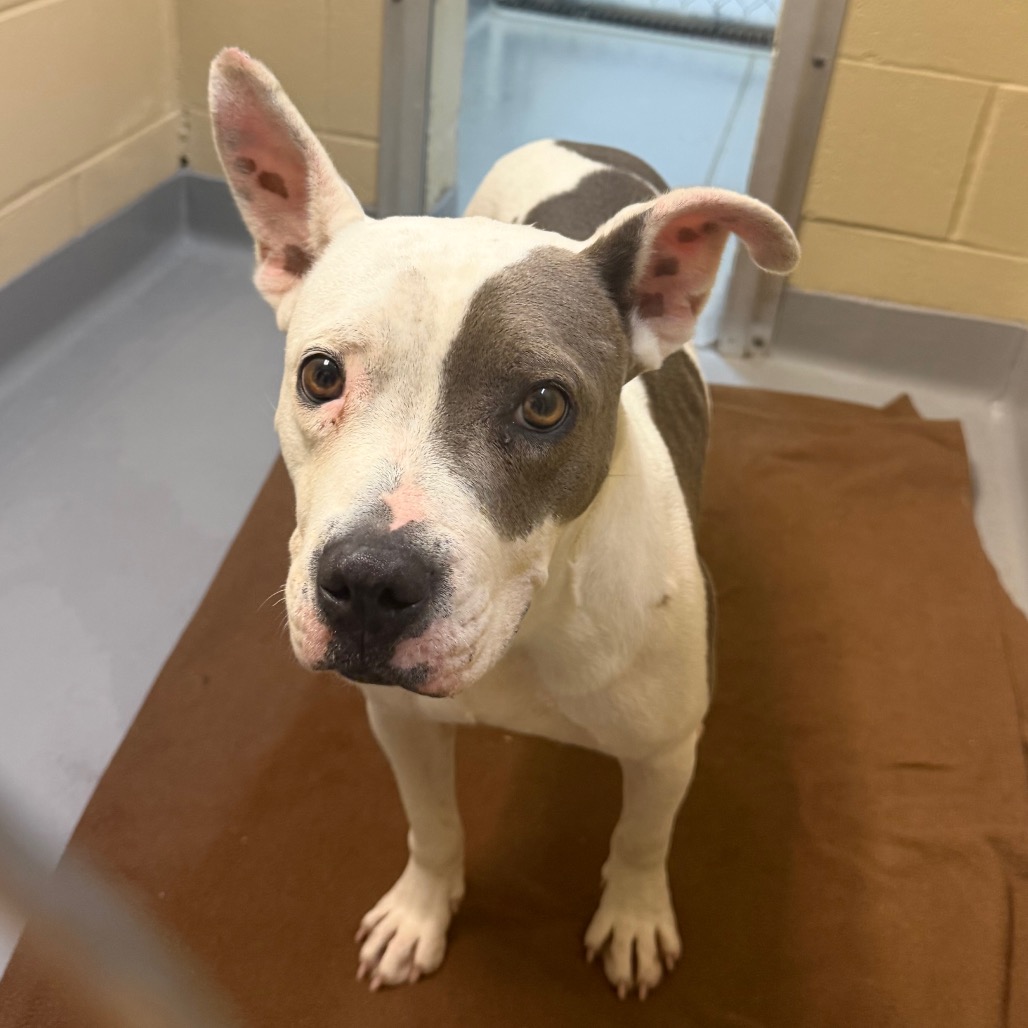 Shelter Stray Female Dog last seen , 4900 Milgen Rd, Columbus, GA 31907, USA