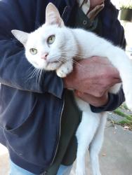Found/Stray Female Cat last seen Whitechapel near heatherdowns., Toledo, OH 43614