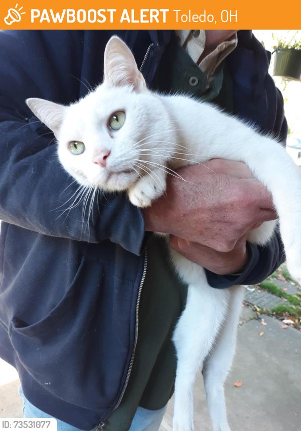 Found/Stray Female Cat last seen Whitechapel near heatherdowns., Toledo, OH 43614