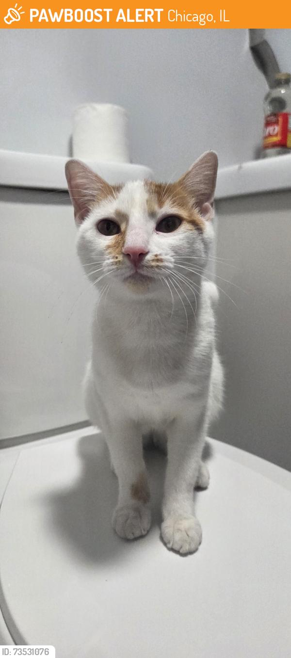 Found/Stray Unknown Cat last seen North ave and cicero, Chicago, IL 60651