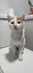 Found/Stray Unknown Cat last seen North ave and cicero, Chicago, IL 60651