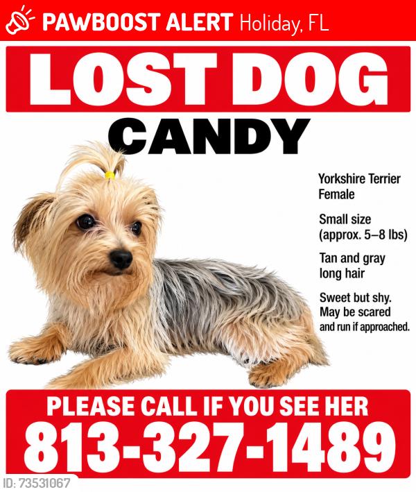 Lost Female Dog last seen Holiday lake dr, Holiday, FL 34691