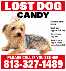 Lost Female Dog last seen Holiday lake dr, Holiday, FL 34691