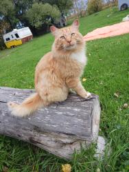 Lost Male Cat last seen Near Mile 70, Saint Ouens, MB R0E 0C0