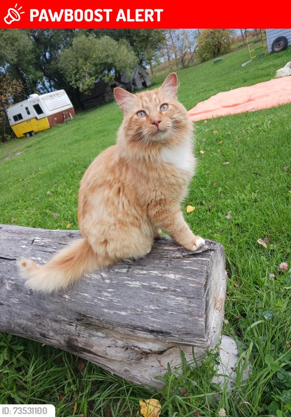 Lost Male Cat last seen Near Mile 70, Saint Ouens, MB R0E 0C0