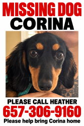 Lost Female Dog last seen Limerick Dr Huntington Beach CA, Huntington Beach, CA 92647