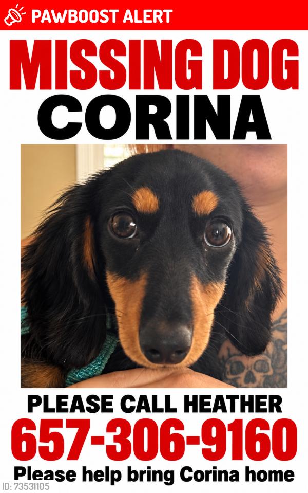 Lost Female Dog last seen Limerick Dr Huntington Beach CA, Huntington Beach, CA 92647