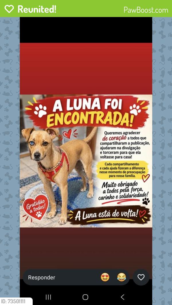 Reunited Female Dog last seen Rua Vento Nordeste, Jardim Sao Carlos (Zona Leste), SP 08062-630