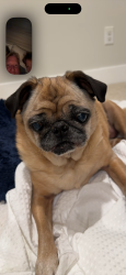 Reunited Female Dog last seen Near Gordon Dr, Napa, CA 94558, USA, Napa, CA 94558