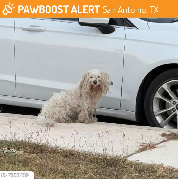 Found/Stray Unknown Dog last seen Harvest Bay and Galm, San Antonio, TX 78253