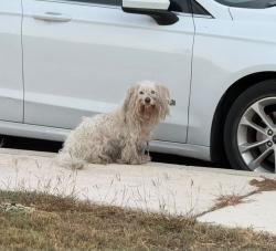 Found/Stray Unknown Dog last seen Harvest Bay and Galm, San Antonio, TX 78253