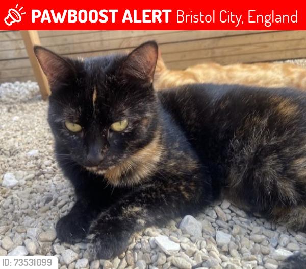 Lost Female Cat last seen Cossham Road, Avonview Cemetery, the Redchurch, Bristol City, England 
